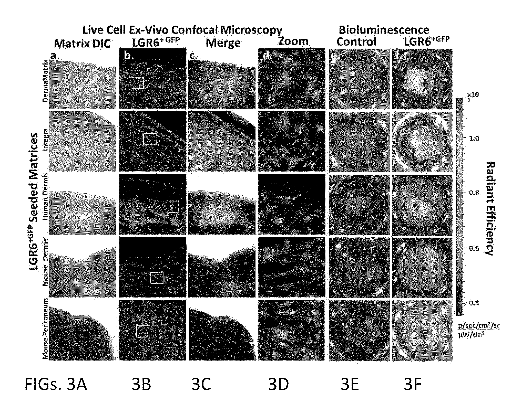 Methods for Development and Use of Minimally Polarized Function Cell Micro-Aggregate Units in Tissue Applications Using LGR4, LGR5 and LGR6 Expressing Epithelial Stem Cells