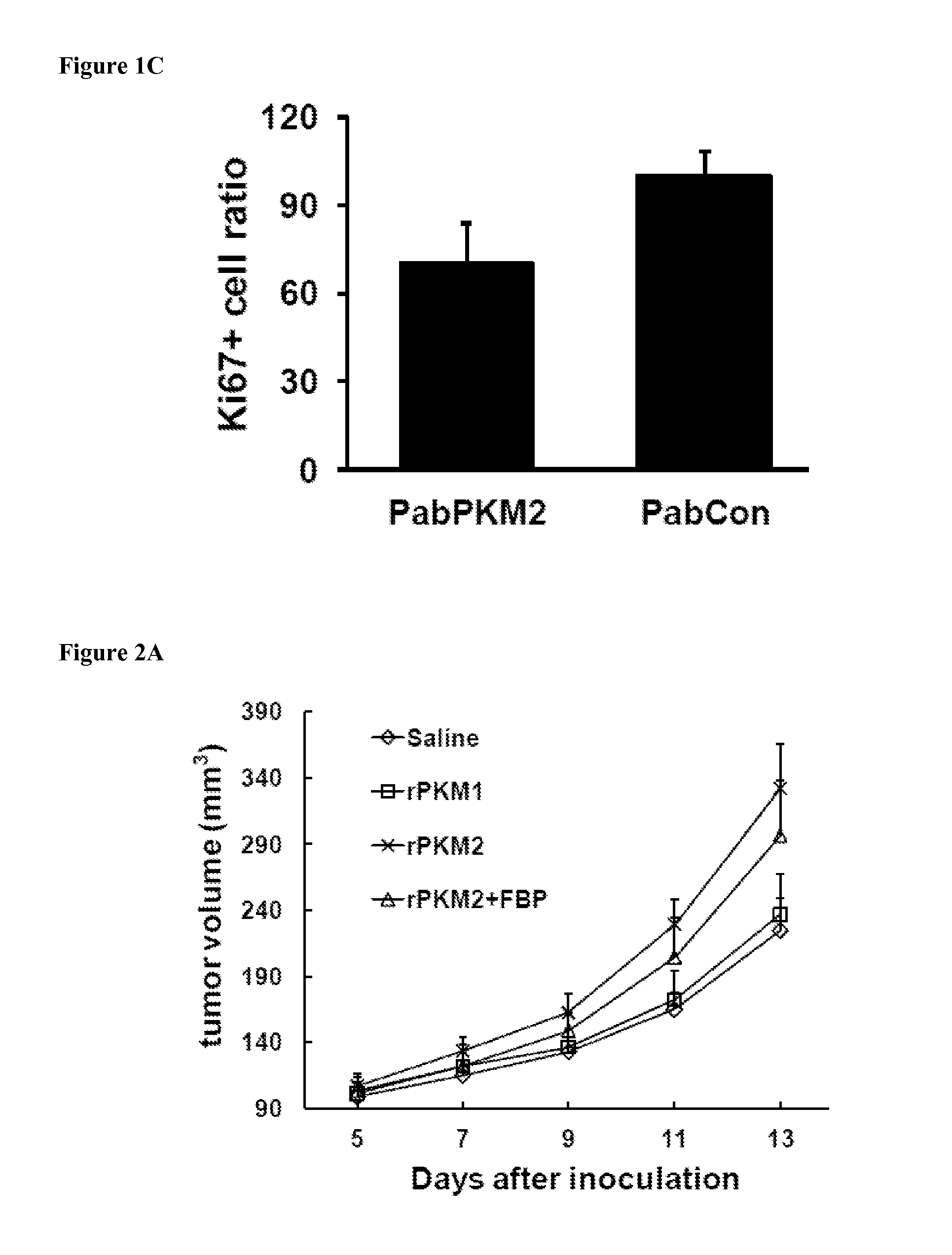 Pyruvate kinase m2 neutralizing antibodies for inhibiting angiogenesis