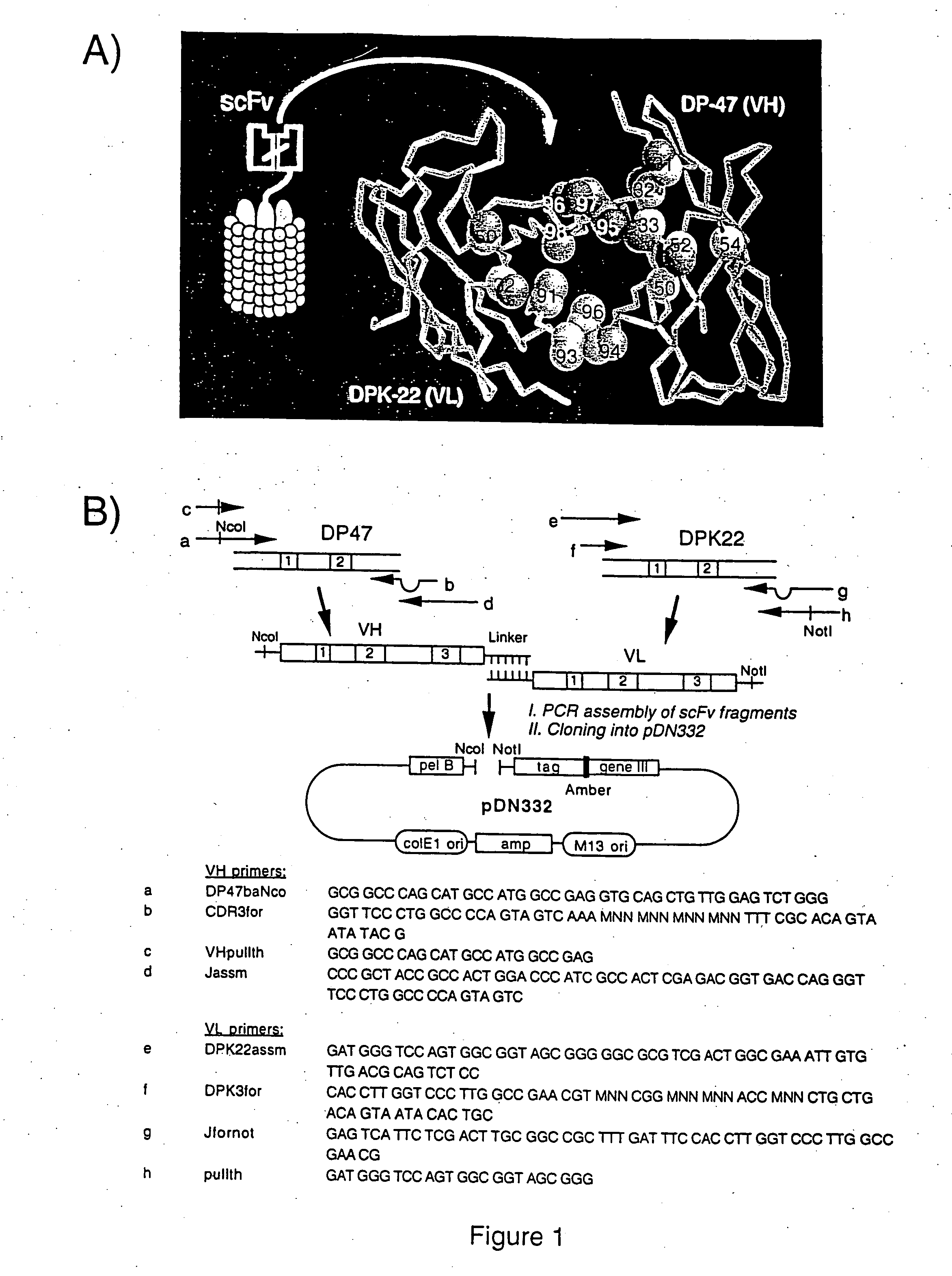 Specific binding molecules for scintigraphy, conjugates containing them and therapeutic method for treatment of angiogenesis
