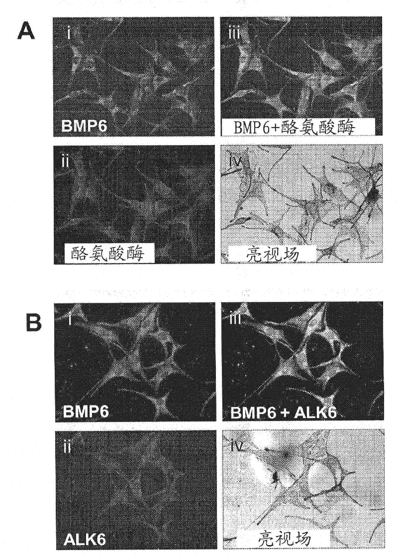 Compositions and methods for modulating skin pigmentation
