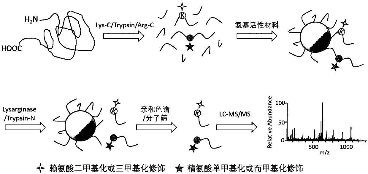 Non-antibody-dependent protein methylation modification enrichment analysis method