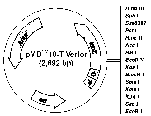 Plasmid vector containing 3'UTR (untranslated regions) sequence of ABCB1 gene and reporter gene as well as construction method and use of plasmid vector