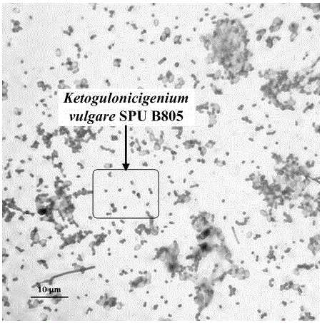 Ketogulonigenium vulgare lacking ED metabolic pathways and 2-KGA production method thereof