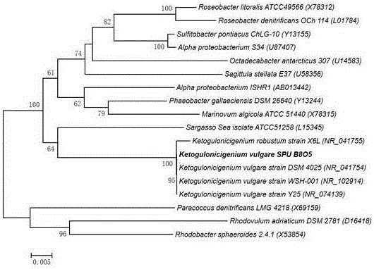 Ketogulonigenium vulgare lacking ED metabolic pathways and 2-KGA production method thereof