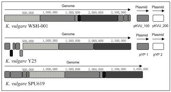 Ketogulonigenium vulgare lacking ED metabolic pathways and 2-KGA production method thereof