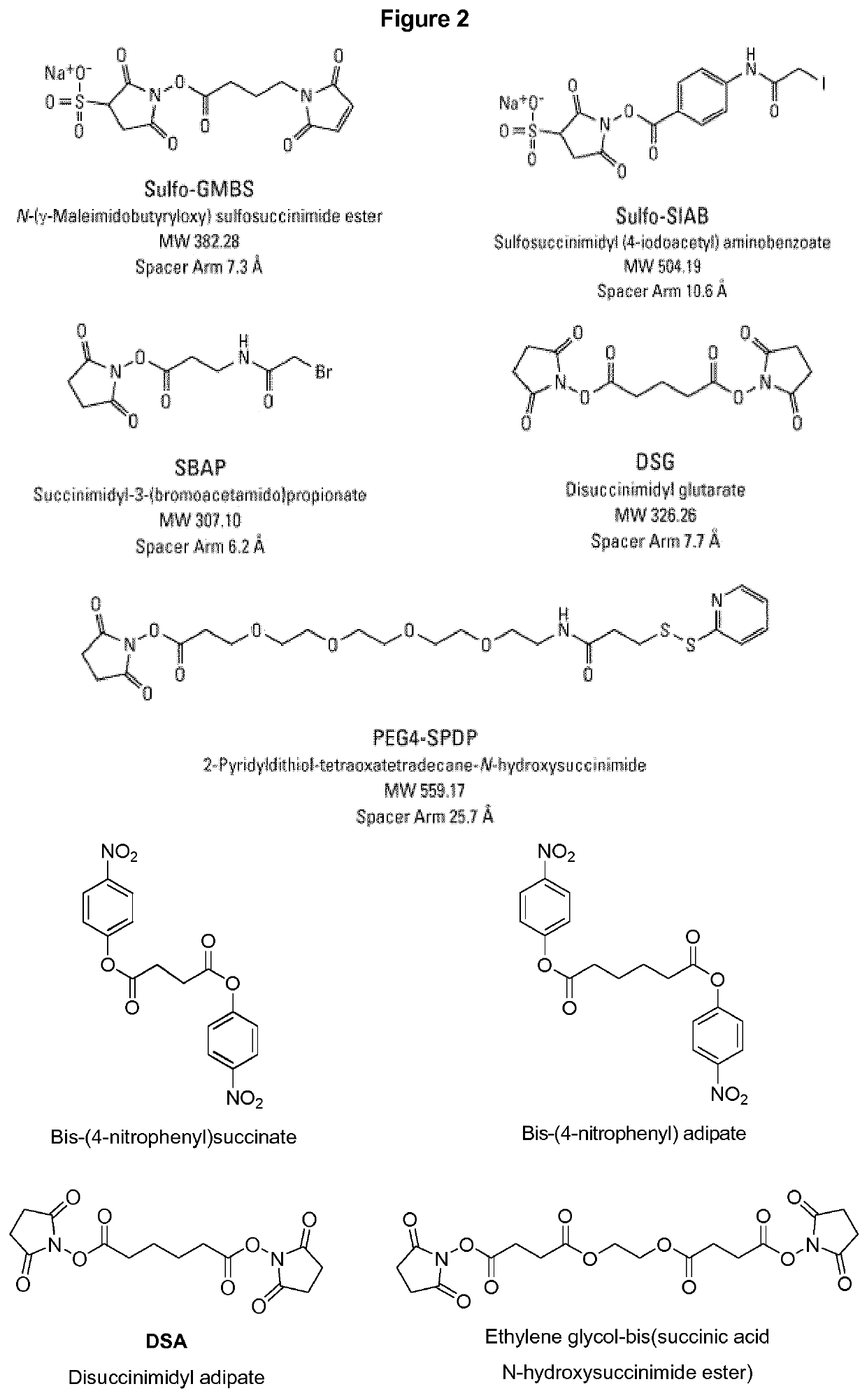 Vaccine against klebsiella pneumoniae