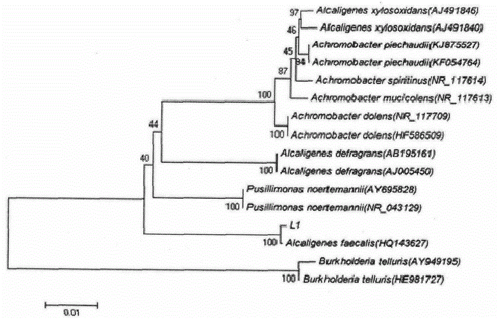 Endophyte strain Alcaligenes faecalis used for biocontrol of tobacco mosaic virus