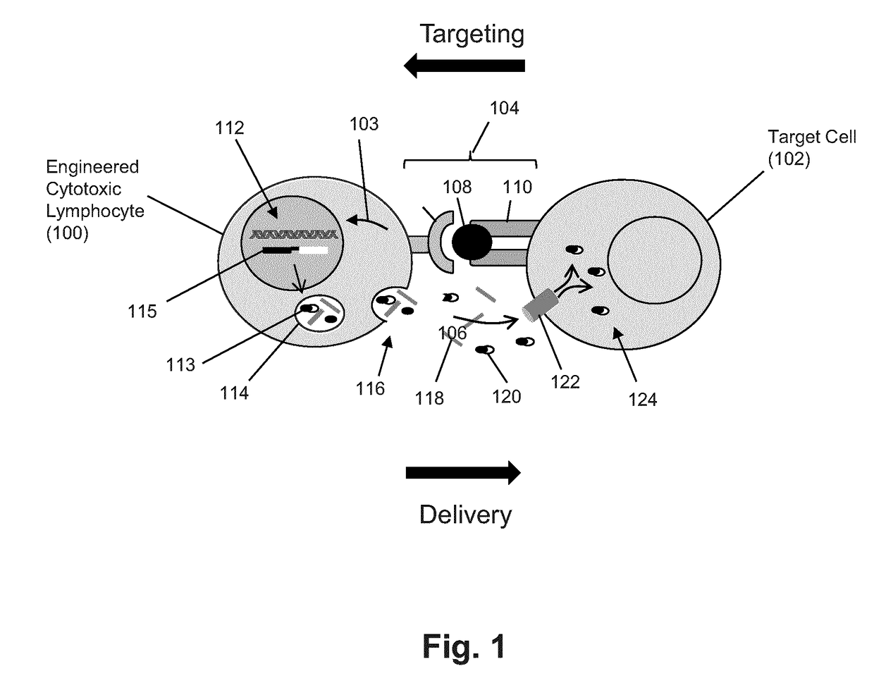 Lymphocyte mediated delivery of proteins