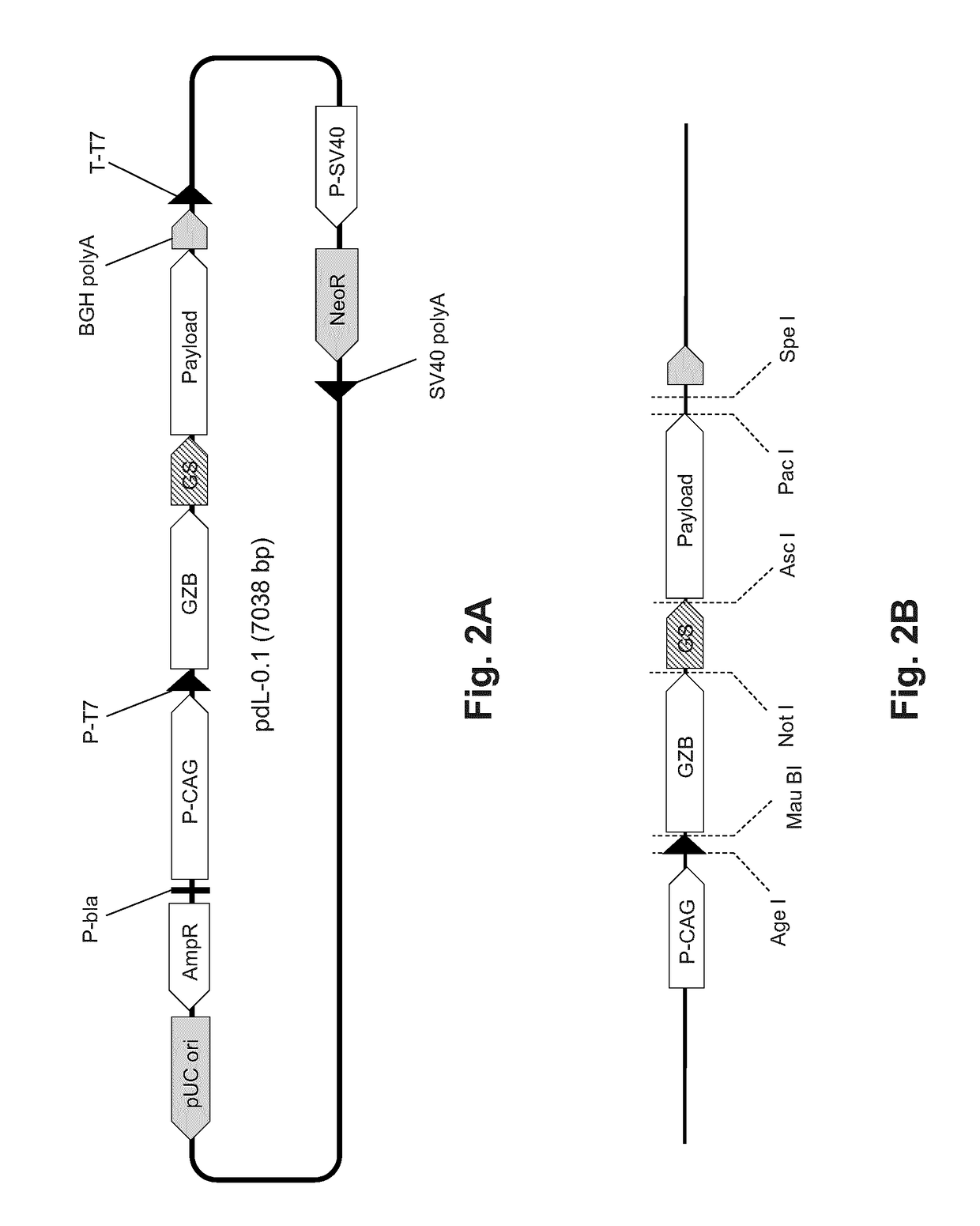 Lymphocyte mediated delivery of proteins