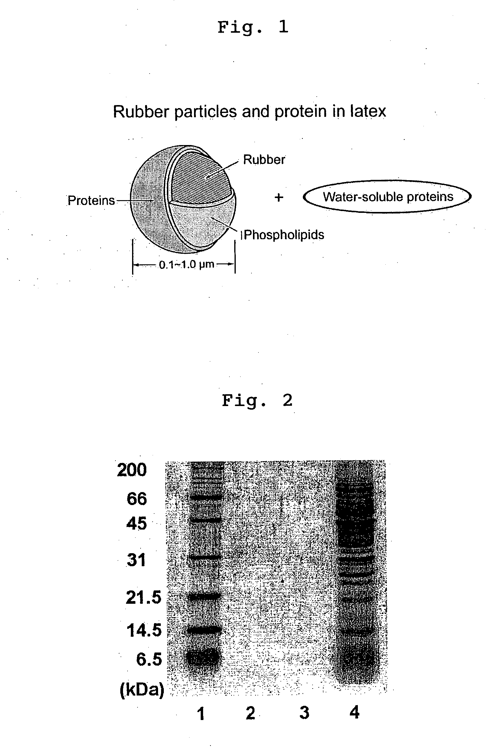 Deproteinized natural rubber, its composition and use thereof