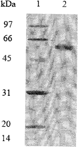 Acid glucanase CELA and gene and application thereof