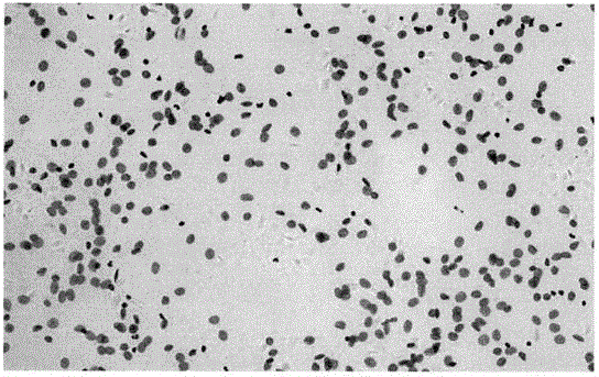 DNA quantitative analysis method based on cell microscope image