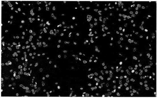 DNA quantitative analysis method based on cell microscope image