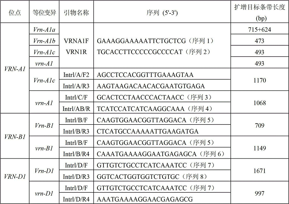 Polymerase chain reaction (PCR) system for identification or auxiliary identification of wheat vernalization gene VRN-1