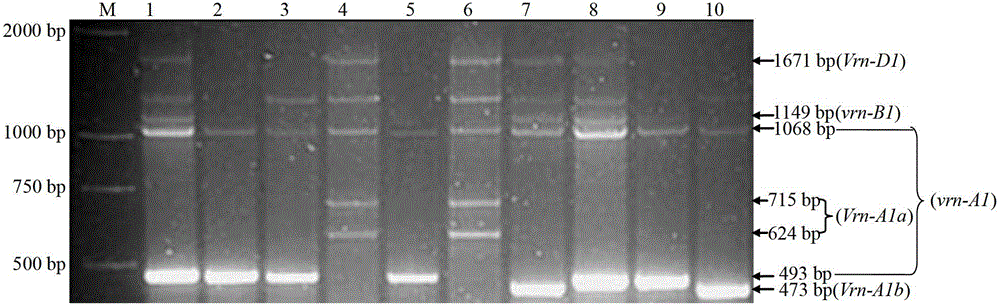 Polymerase chain reaction (PCR) system for identification or auxiliary identification of wheat vernalization gene VRN-1