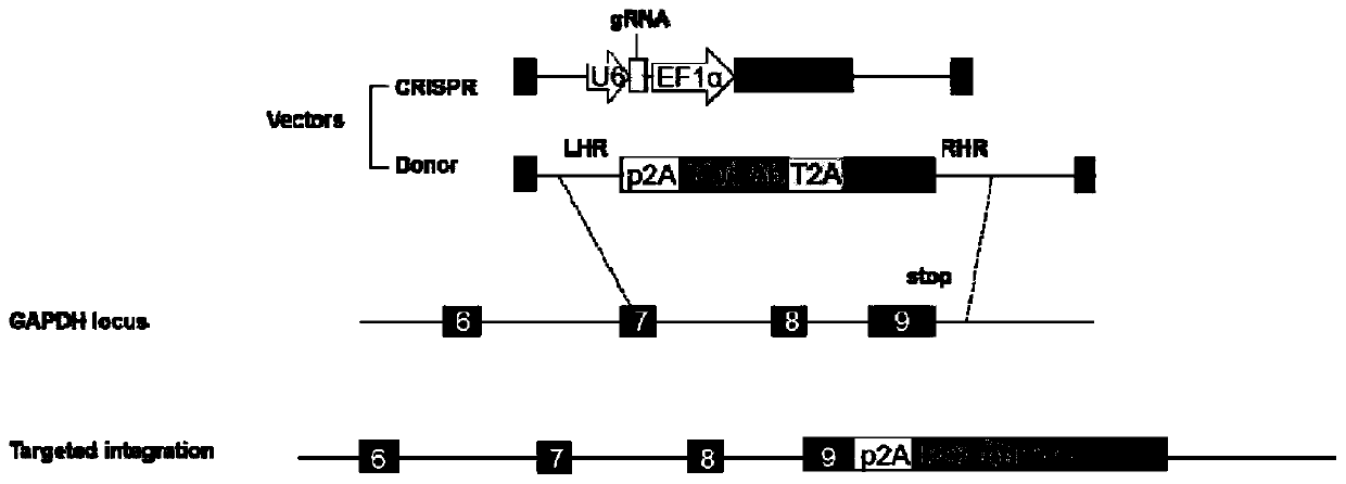 Longevity plasma cell capable of secreting PD-1 antibody as well as preparation method and application of longevity plasma cell