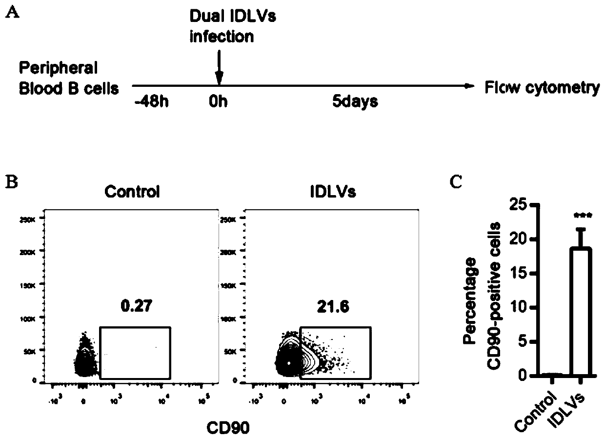 Longevity plasma cell capable of secreting PD-1 antibody as well as preparation method and application of longevity plasma cell