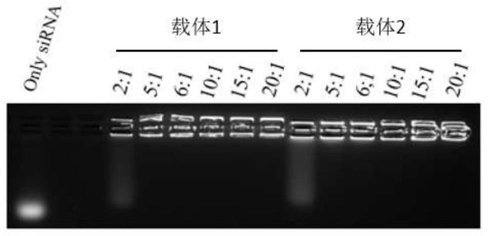 Method for determining minimum entrapment binding ratio in polypeptide and siRNA co-assembly