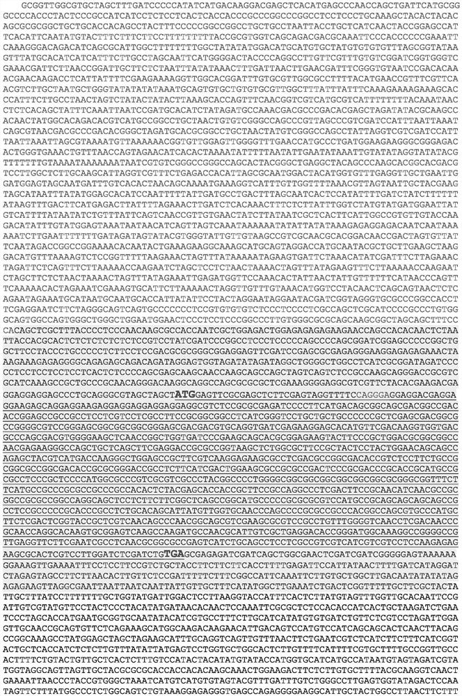 Corn gene ZmRAVL1 and functional site and application thereof