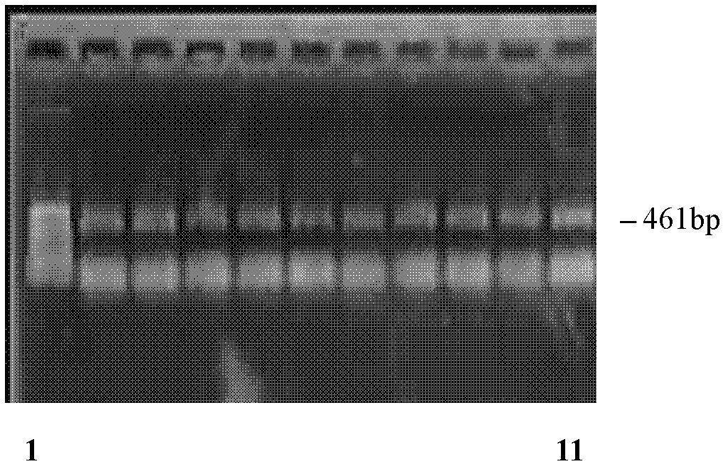 Triticum aestivum farnesyl phosphate synthase (TaFPS) gene as well as isolation colonizing and enzyme activity measuring method thereof