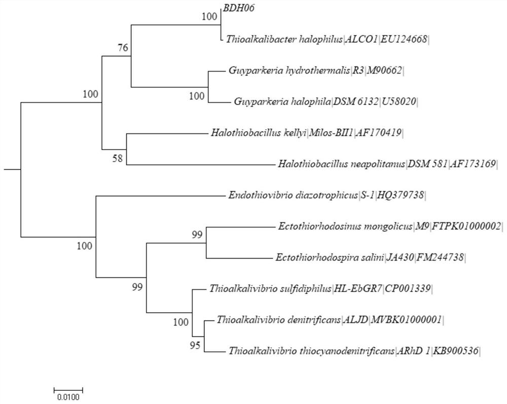 A kind of highly organic sulfur-tolerant Thioalkali halophilus and its cultivation method and application in biological desulfurization