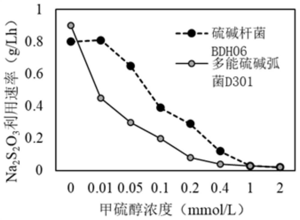 A kind of highly organic sulfur-tolerant Thioalkali halophilus and its cultivation method and application in biological desulfurization