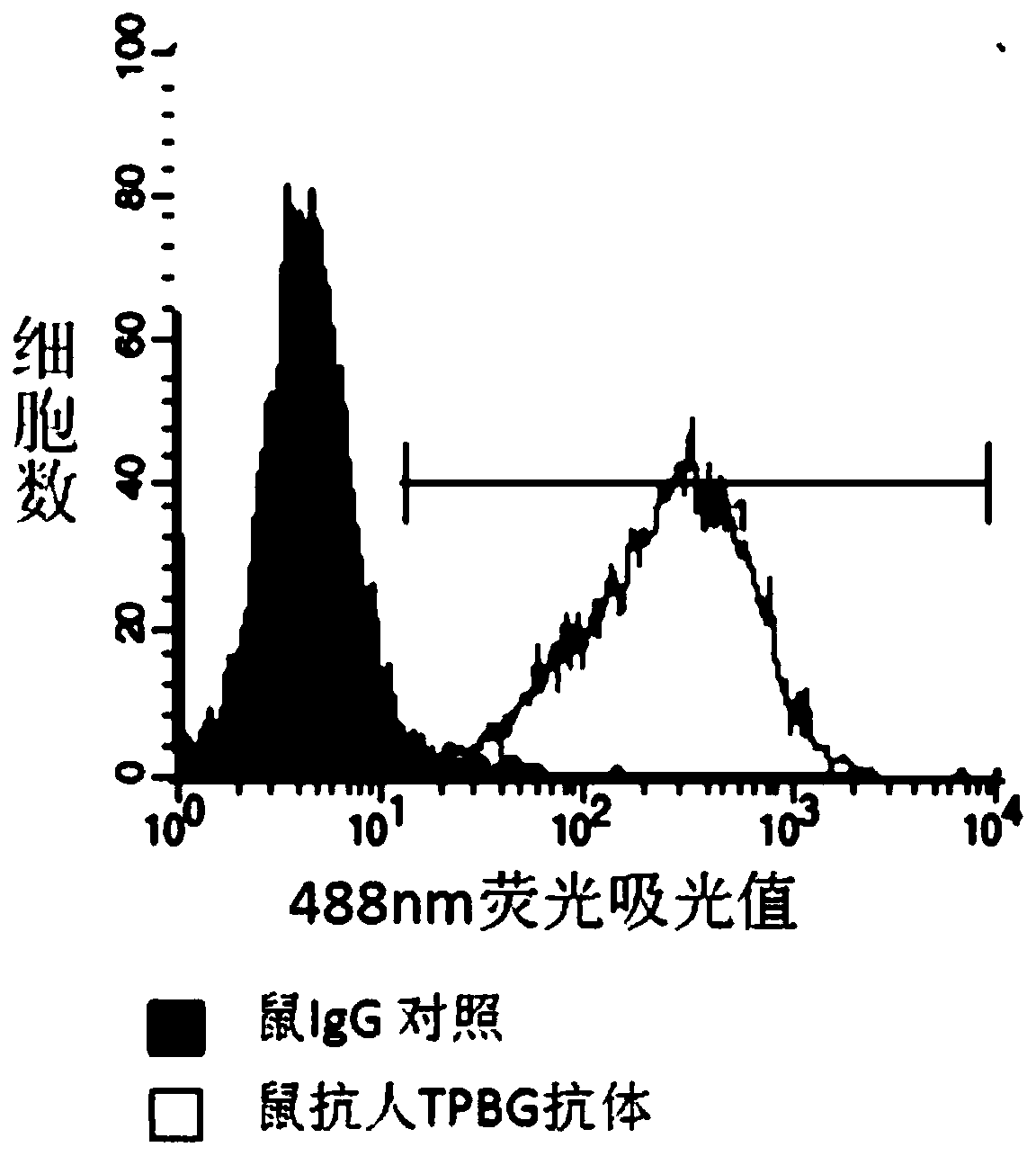 A kind of TPBG antibody and its preparation method, its conjugate and application