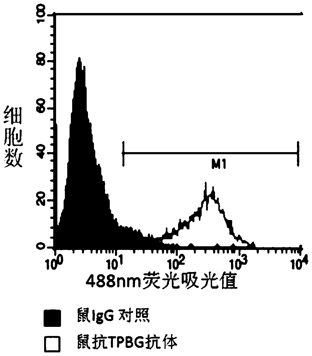 A kind of TPBG antibody and its preparation method, its conjugate and application