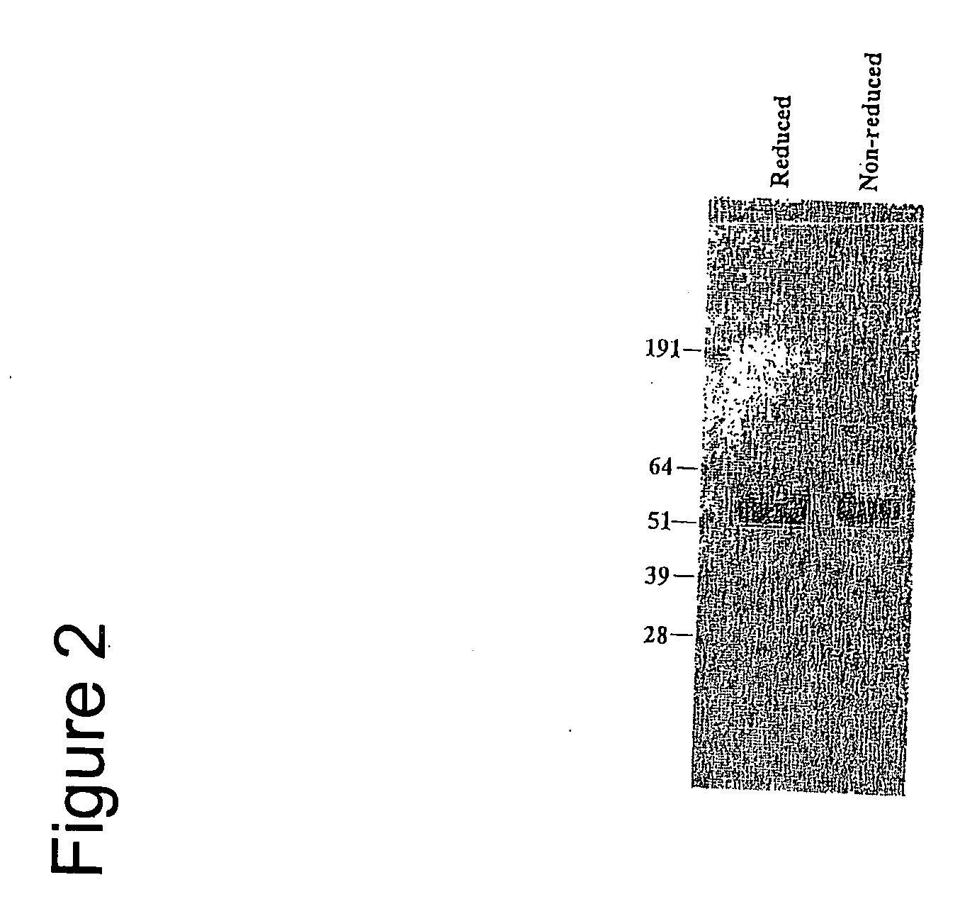 Soluble TCR molecules and methods of use