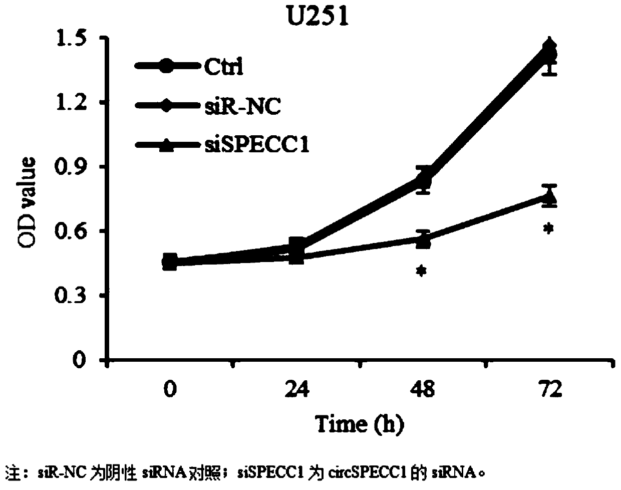 CircSPECC1 for brain glioma treatment, and usage thereof