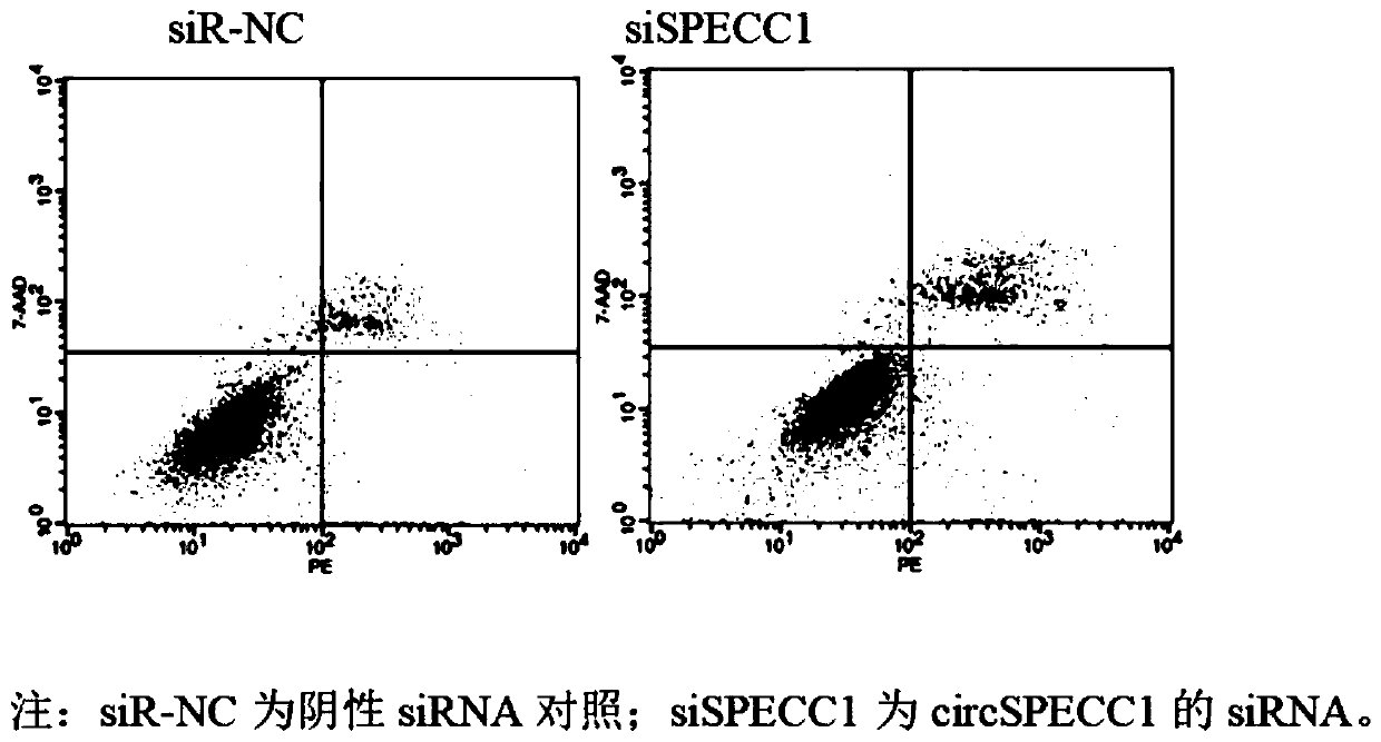 CircSPECC1 for brain glioma treatment, and usage thereof