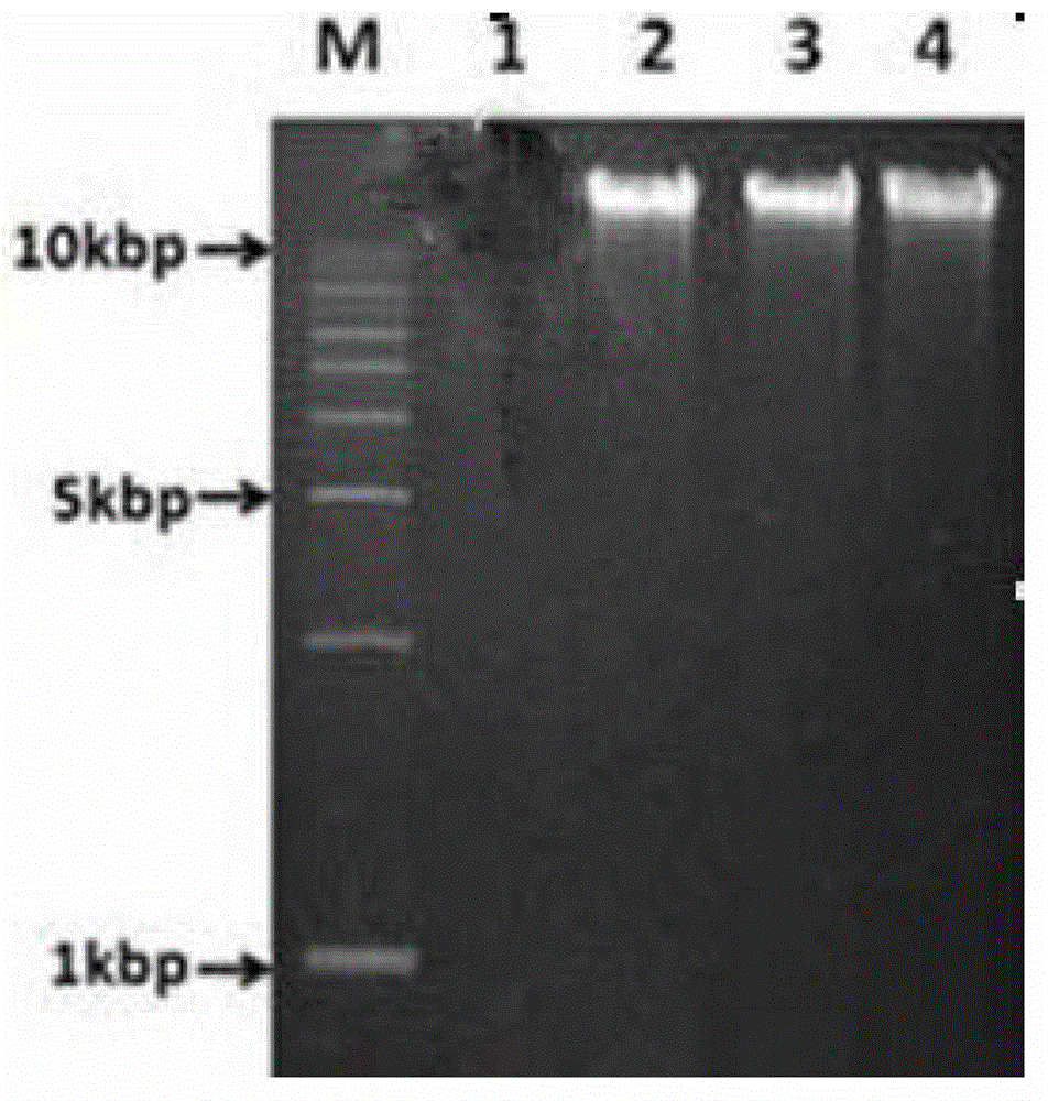 Method for efficiently extracting underground water microbial DNA for PCR amplification