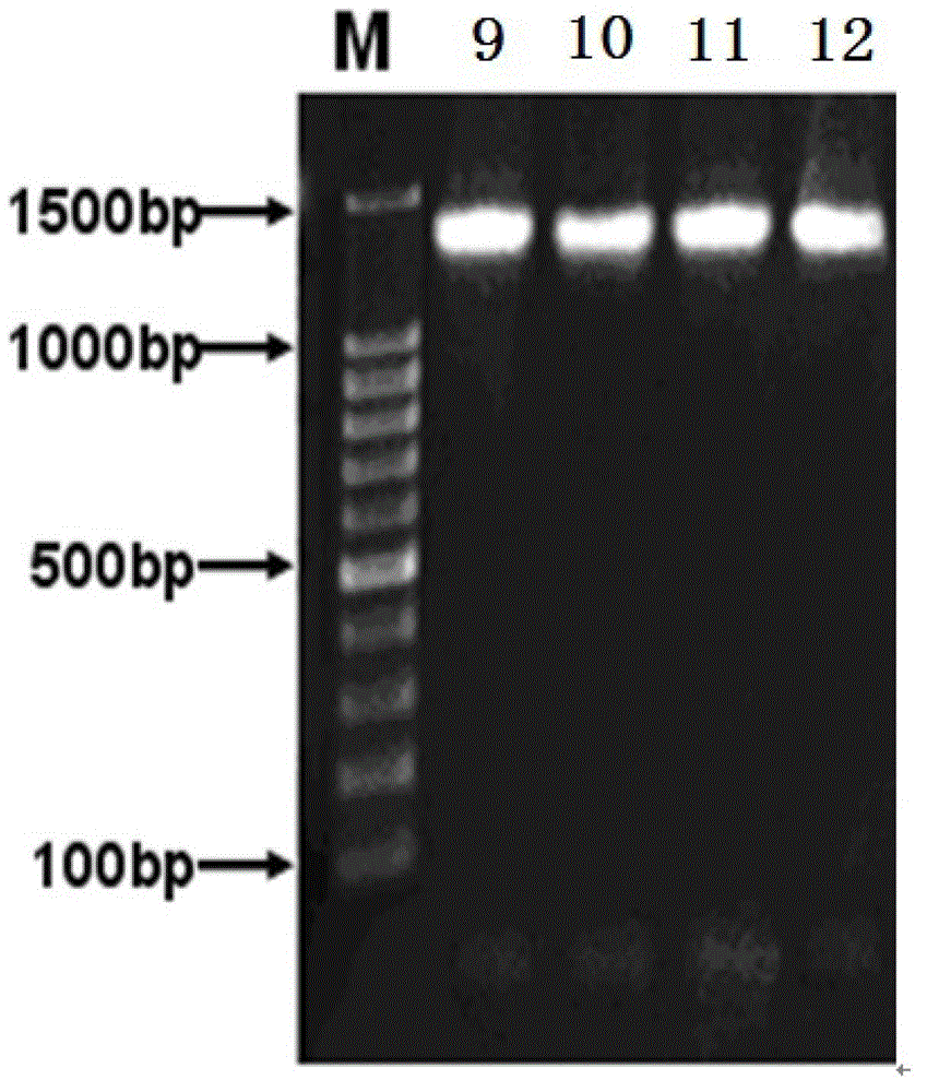 Method for efficiently extracting underground water microbial DNA for PCR amplification