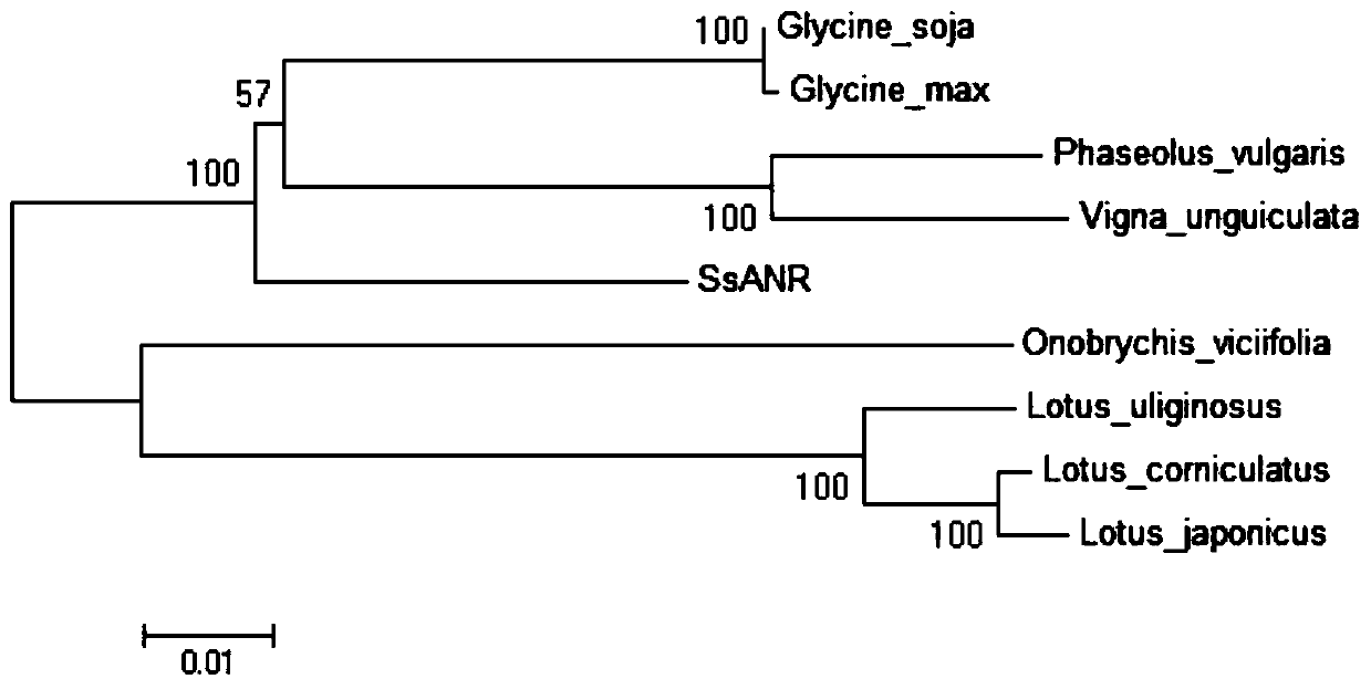 Gene encoding caulis spatholobi anthocyanidin reductase and application of gene