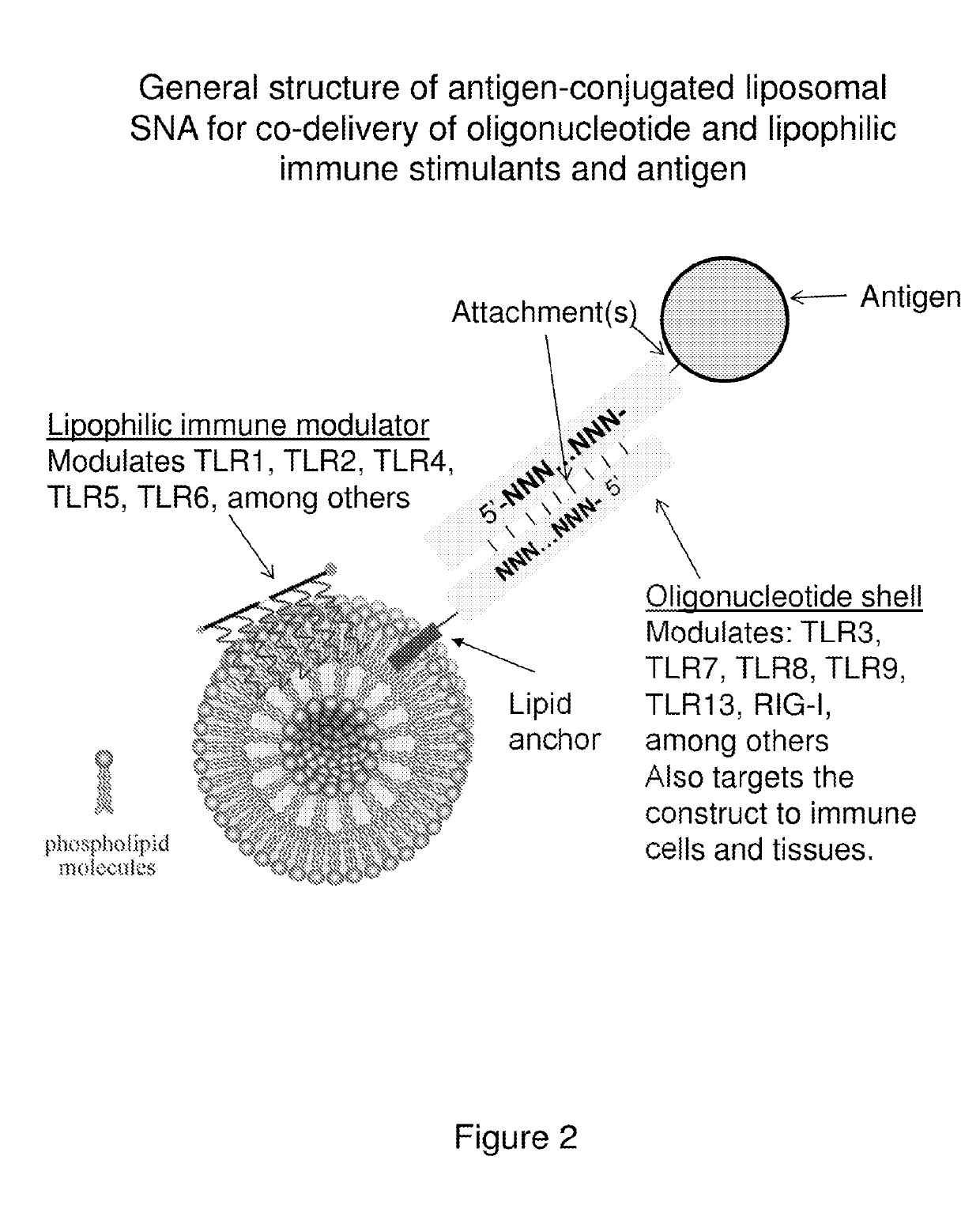 Multivalent delivery of immune modulators by liposomal spherical nucleic acids for prophylactic or therapeutic applications