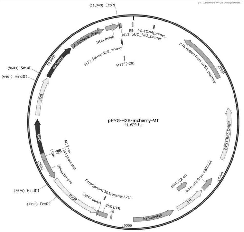 Expression vector of fungal nucleus fluorescence labeling, reagent, preparation method and application