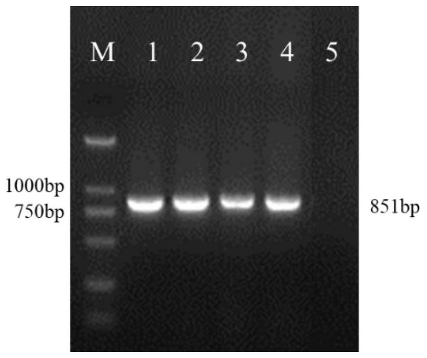 Expression vector of fungal nucleus fluorescence labeling, reagent, preparation method and application