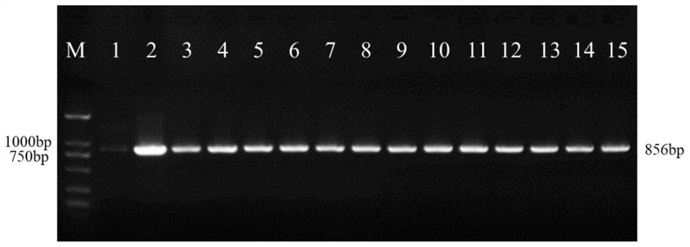 Expression vector of fungal nucleus fluorescence labeling, reagent, preparation method and application