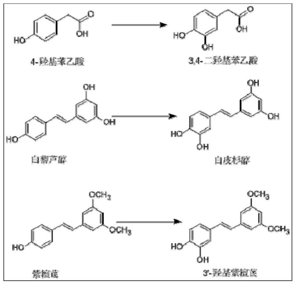 A kind of method for enzymatically preparing o-phenolic compounds