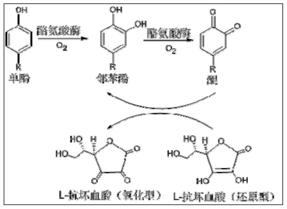 A kind of method for enzymatically preparing o-phenolic compounds