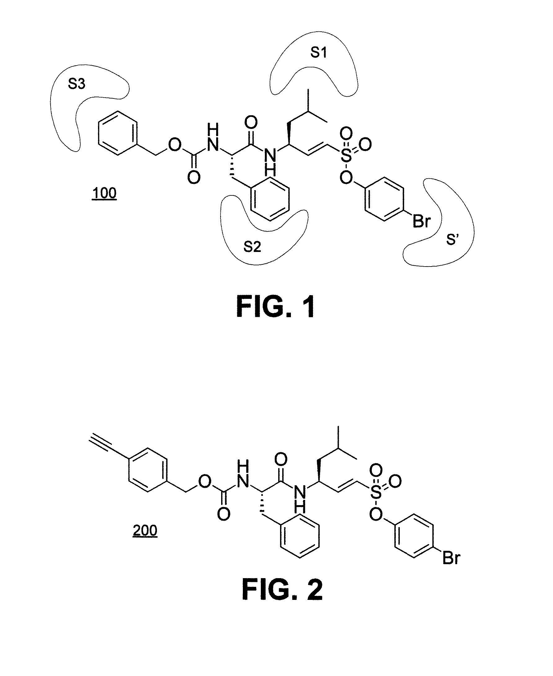 Cathepsin l inhibitors and probes comprising vinyl sulfonate moiety and methods of using same