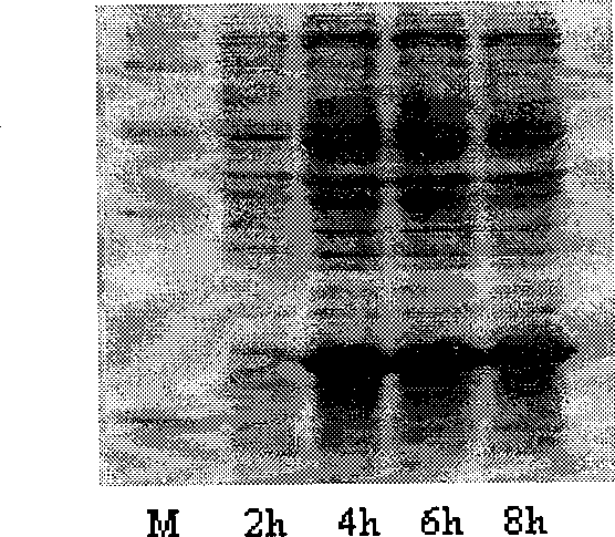 Method for preparing N-terminated acetylated thymosin alpha 1 and special engineering bacteria therefor
