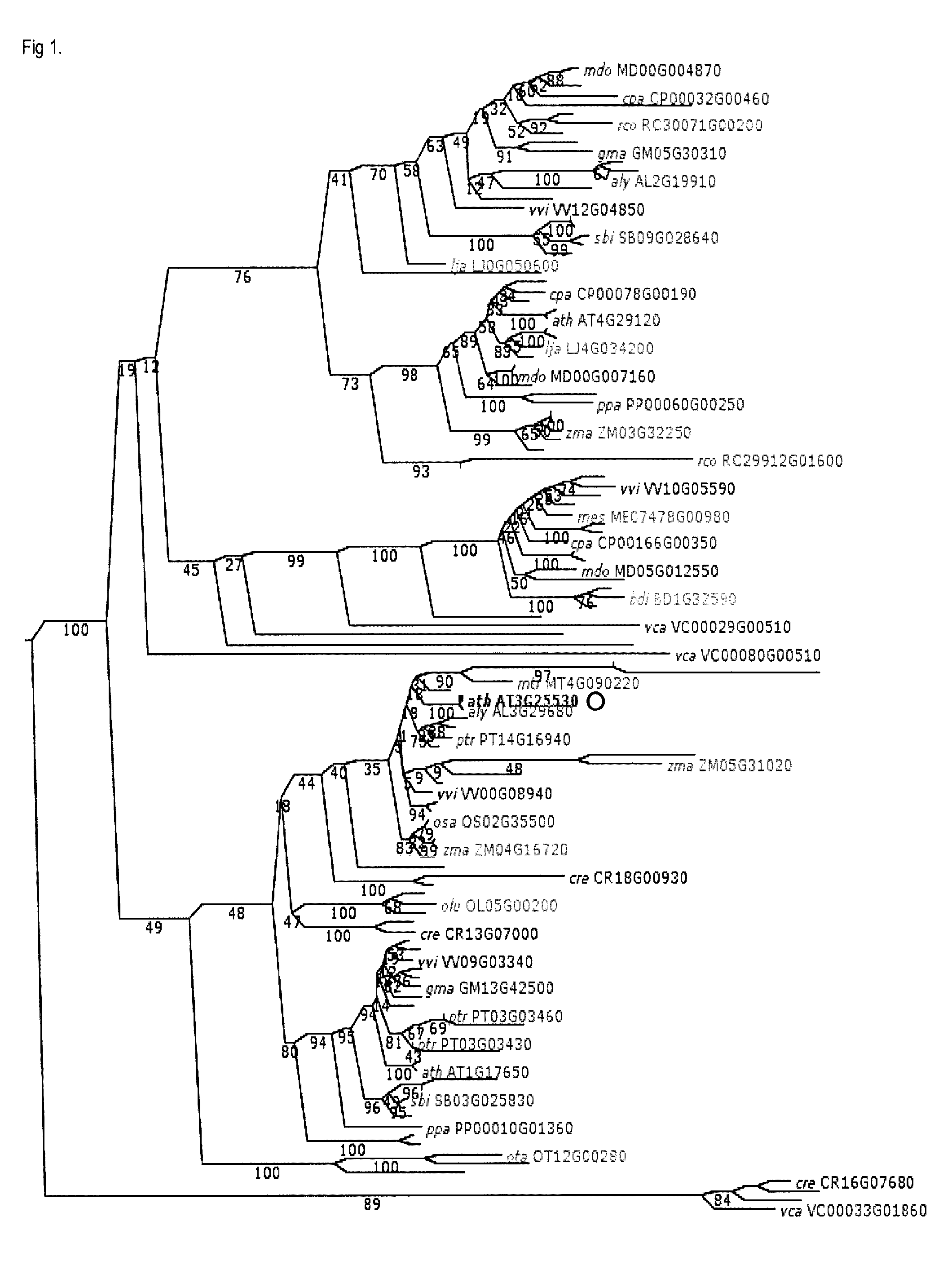 Means and methods for the reduction of photorespiration in crops