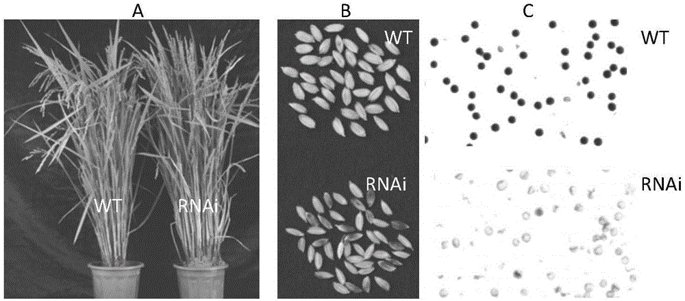 Application of rice FAH gene in rice fertility control