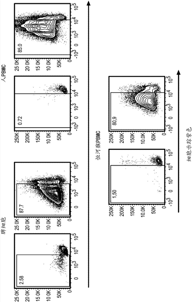 Chlamydia-activated B cell platforms and methods thereof