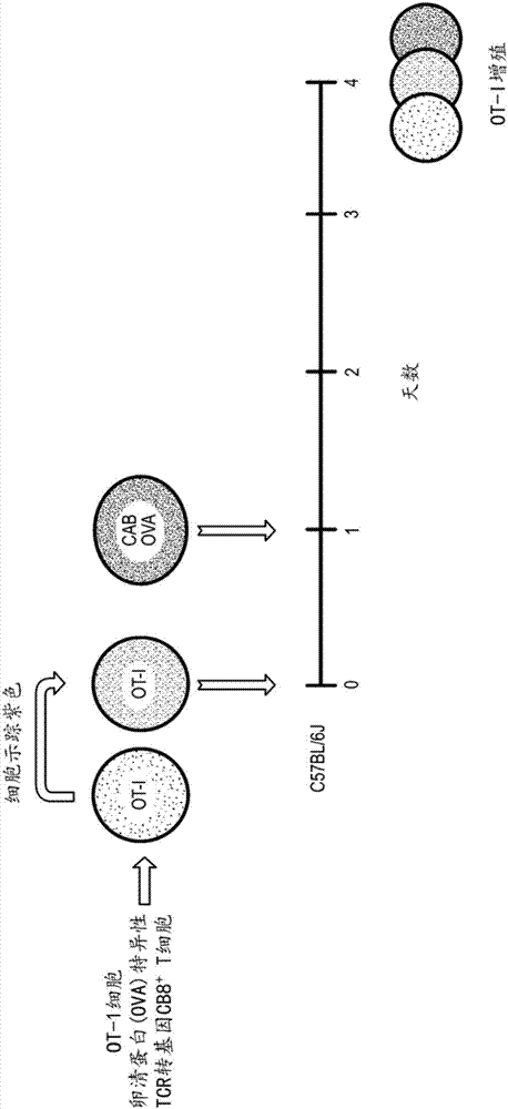 Chlamydia-activated B cell platforms and methods thereof