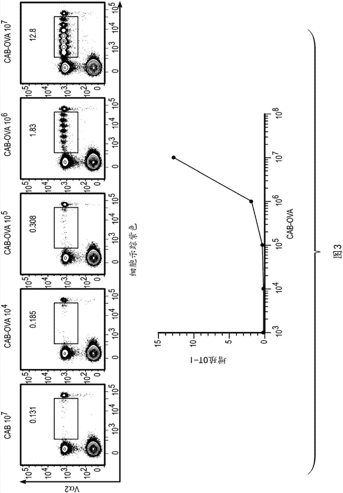 Chlamydia-activated B cell platforms and methods thereof