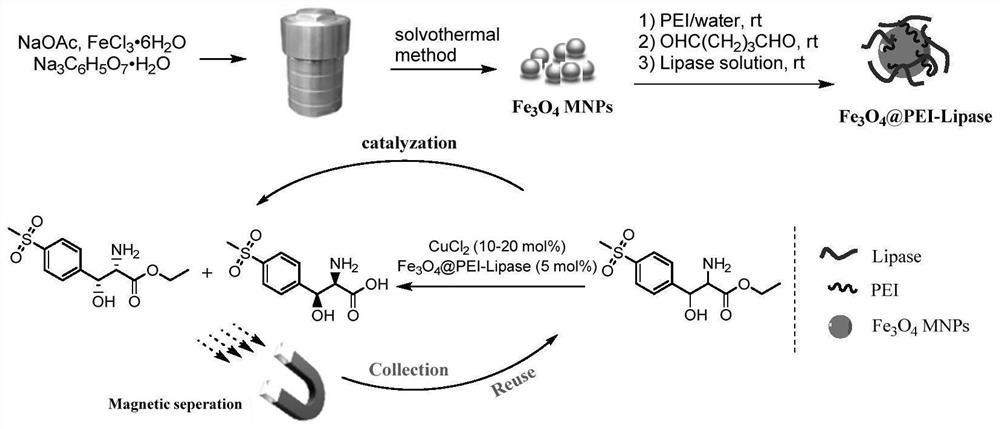 Method for preparing D-p-methylsulfonyl phenyl serine ethyl ester through immobilized enzyme catalysis