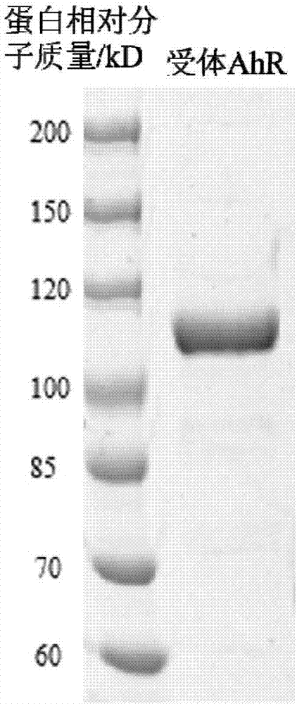 Aromatic hydrocarbon receptor and immune detection method of antibody mediated therewith