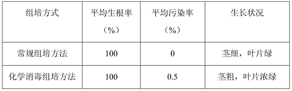 Chemical disinfection tissue culture method for Saccharum officimarum.L